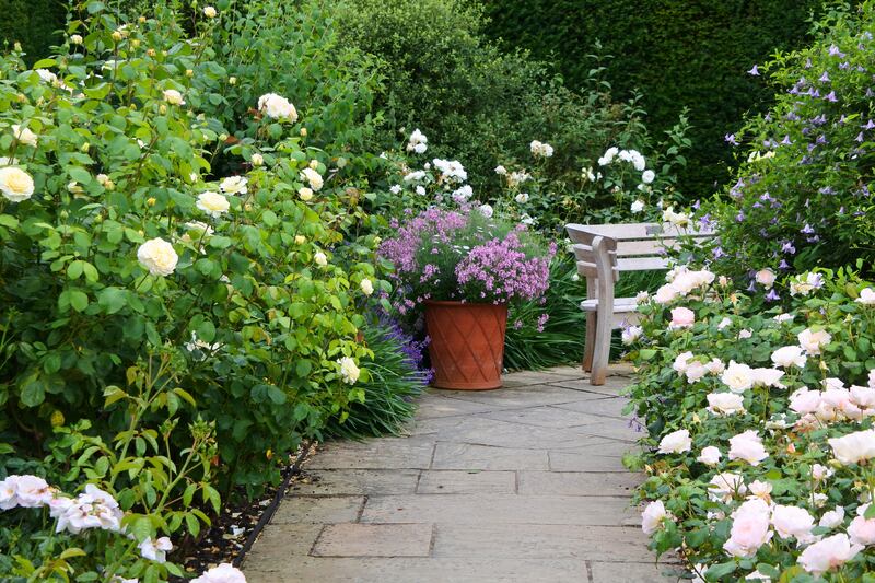 An ornate garden path bordered by white and pink flowering roses. Photograph: John Gollop/Getty Images