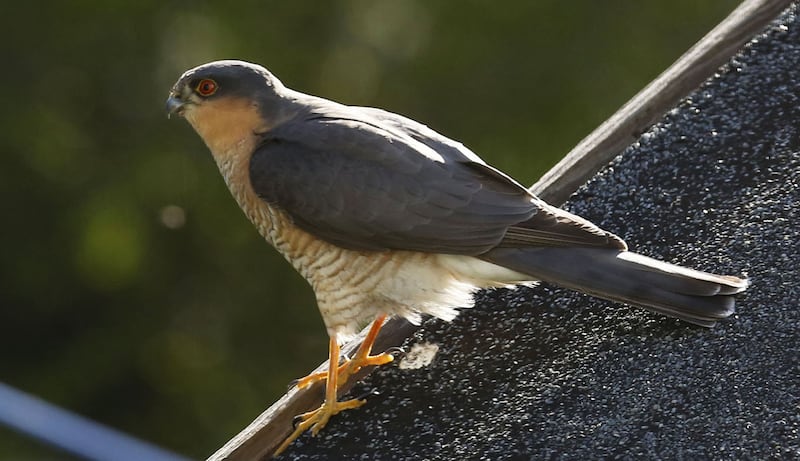 Male sparrowhawk