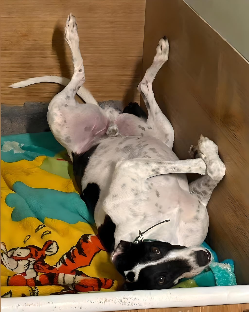 Oreo Ollie. Photo: Shelbourne Park Greyhound Stadium