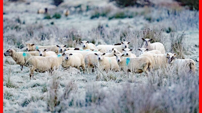 Sheep in frost-covered fields near Baltinglass in Co Wicklow, Ireland, after a chilly night caused temperatures to drop below freezing. Photograph: Niall Carson/PA Wire