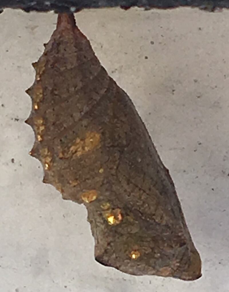 Chrysalis of the red admiral butterfly