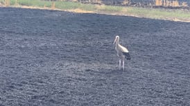 ‘They are blackmailing the world’: Black Sea grain blockade squeezes food supply