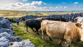 A perfect day for a cattle drive: Seasonal movement benefits both land and animal