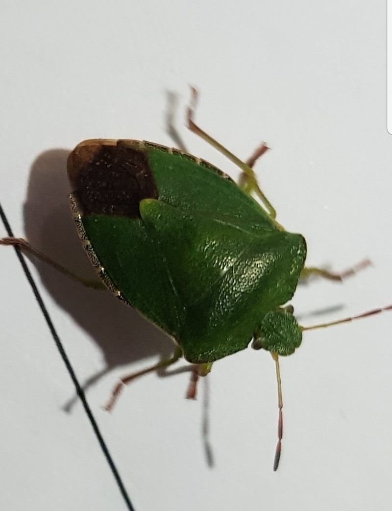 These insects have a long tube-like mouth with which they pierce plants and suck up their juices. Photograph: Beverly Turner