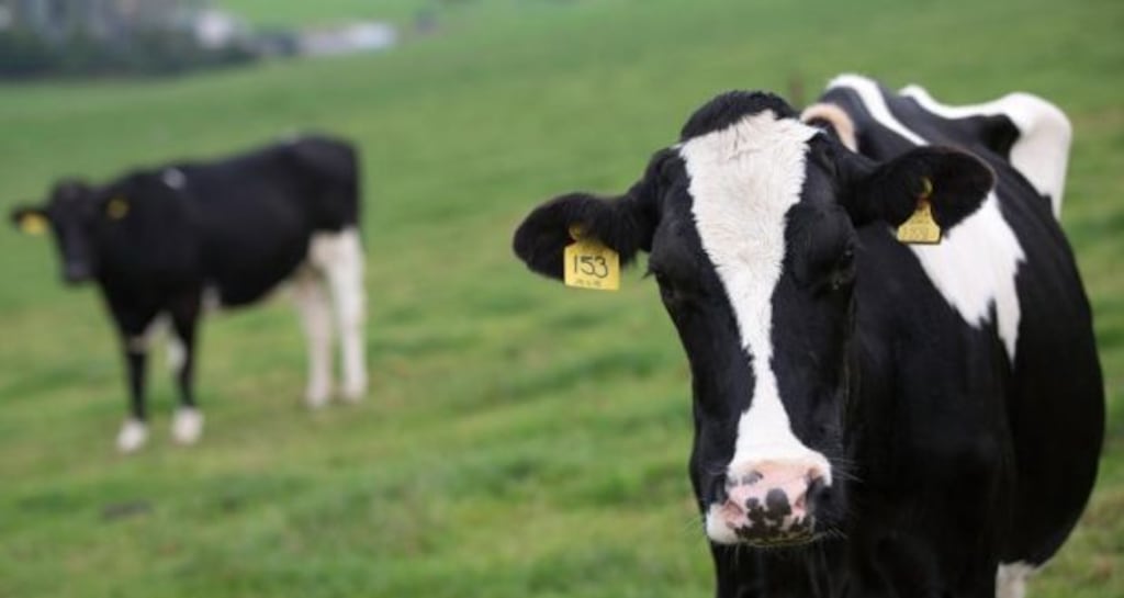 The re-opening of the US market to Irish beef couldn’t come at a better time for the Irish beef industry.