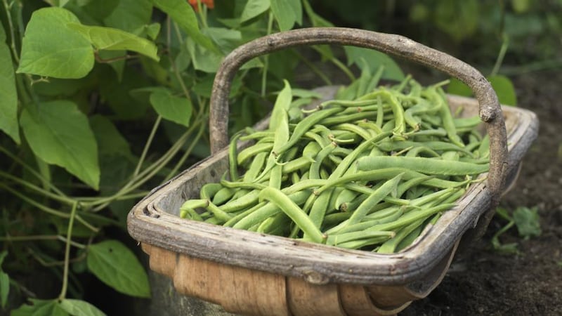 A basket of freshly harvested scarlet runner beans. Photograph: Richard Johnston