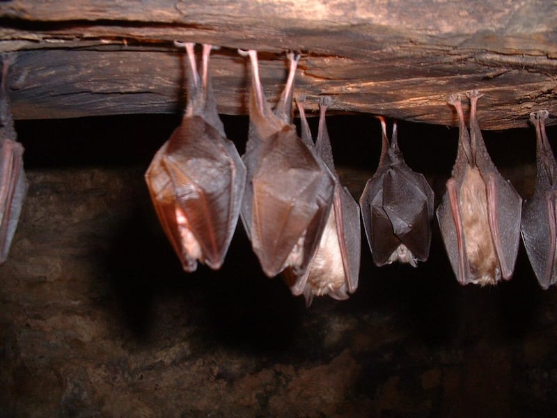 Lesser horseshoe bats hibernating in a cave