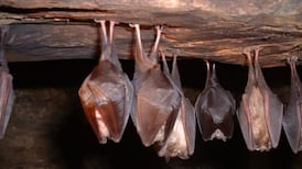 Rape counselling centre refused permission in Killarney over concern for bat habitat