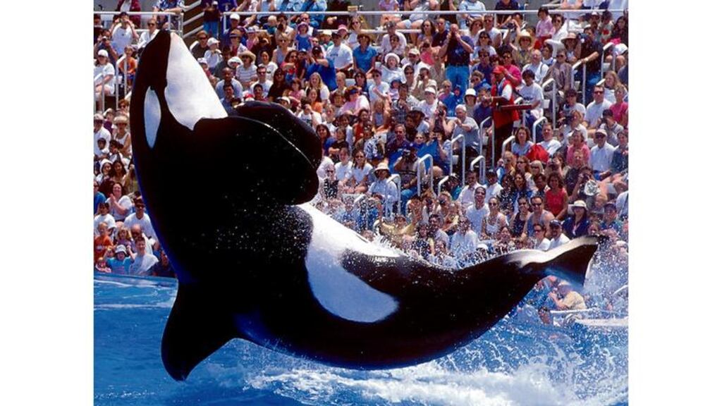 Killer obedience: a new book posits that concepts used to train whales can be used on children. Photograph: Michel Boutefeu/Getty