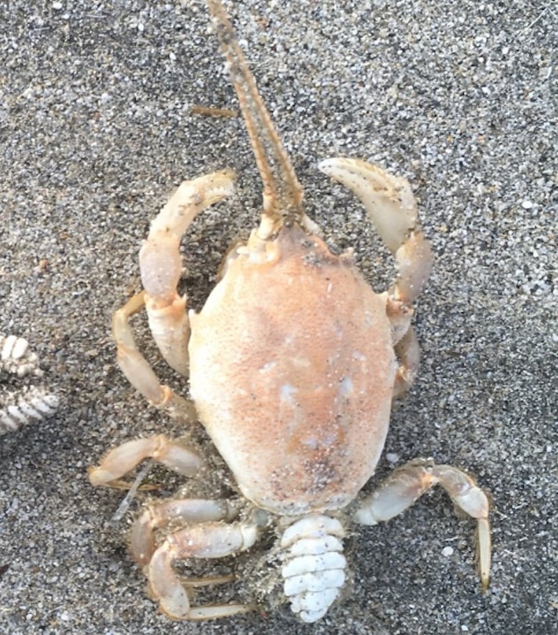 Masked crab seen at Harbour View beach, in Kilbrittain, Co Cork.
