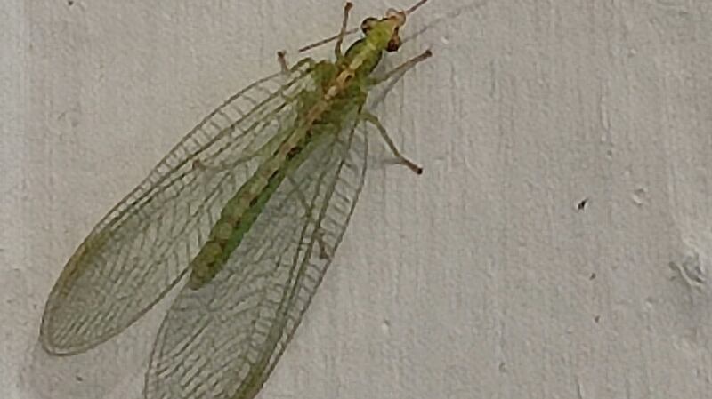 Lacewing