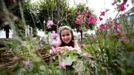 Garden  grows interest in medieval Limerick