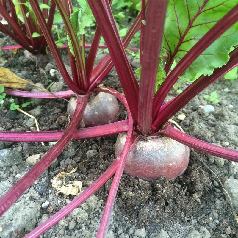 Hardy annual species of vegetables include beetroot. Photograph: Alamy/PA