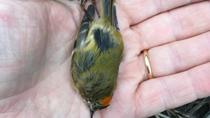 Our smallest breeding bird, the male goldcrest.