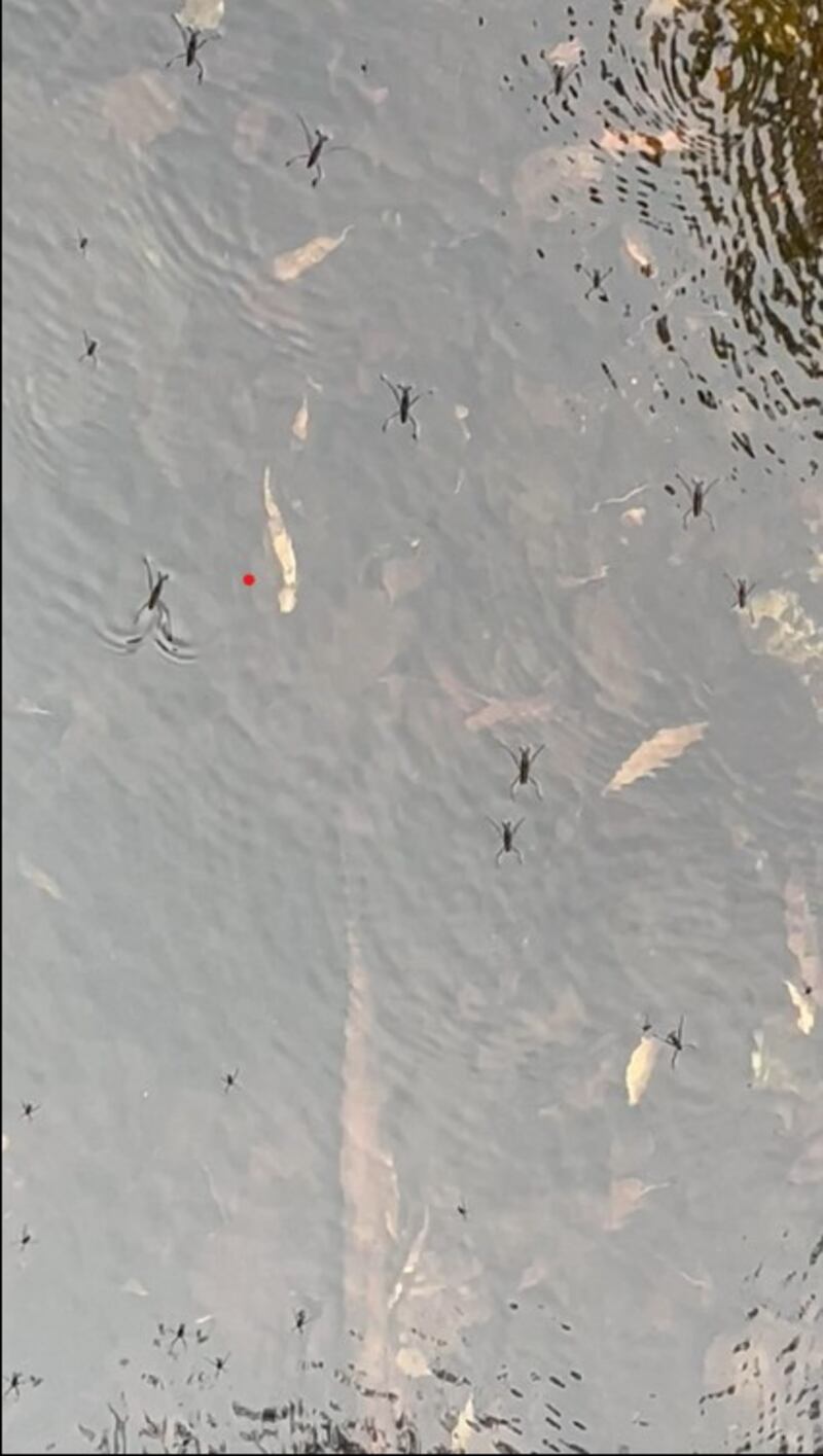 Water insects. Photograph supplied by Chris Fitzpatrick