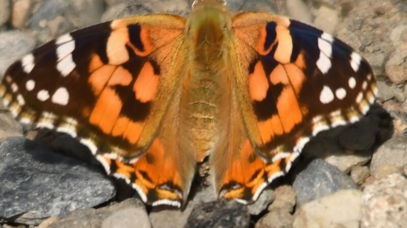 Painted lady butterfly