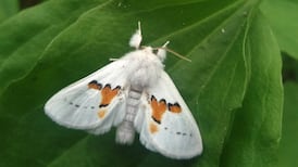 Rare moth makes welcome return to native Kerry woodland