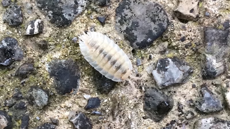 Eye on nature: the young woodlouse that Brian Finnegan saw