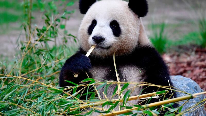 Meng Meng, the female giant panda who has given birth to twin cubs, pictured in Berlin zoo in July 2017. Photograph: Tobias Schwarz/AFP/Getty Images