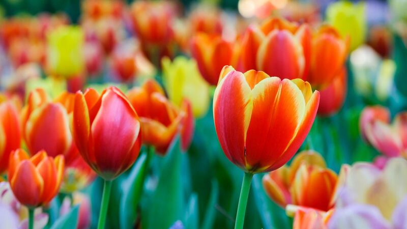 Colder temperatures are a sign that it’s a good time to plant tulips. Photograph: iStock
