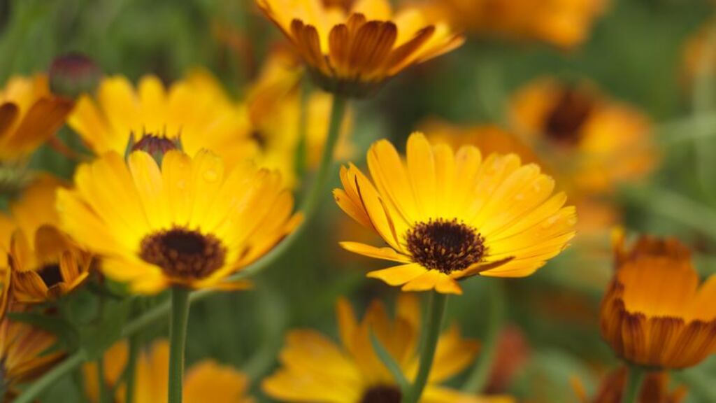 Calendula ‘Indian Prince’