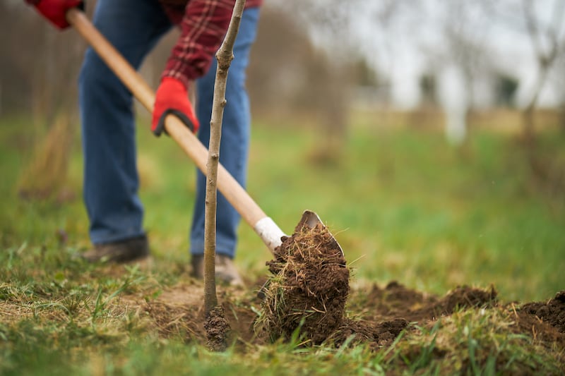 Plants (again, just like people) don’t appreciate any sort of sudden upheaval to their living conditions. Photograph: iStock/Getty Images