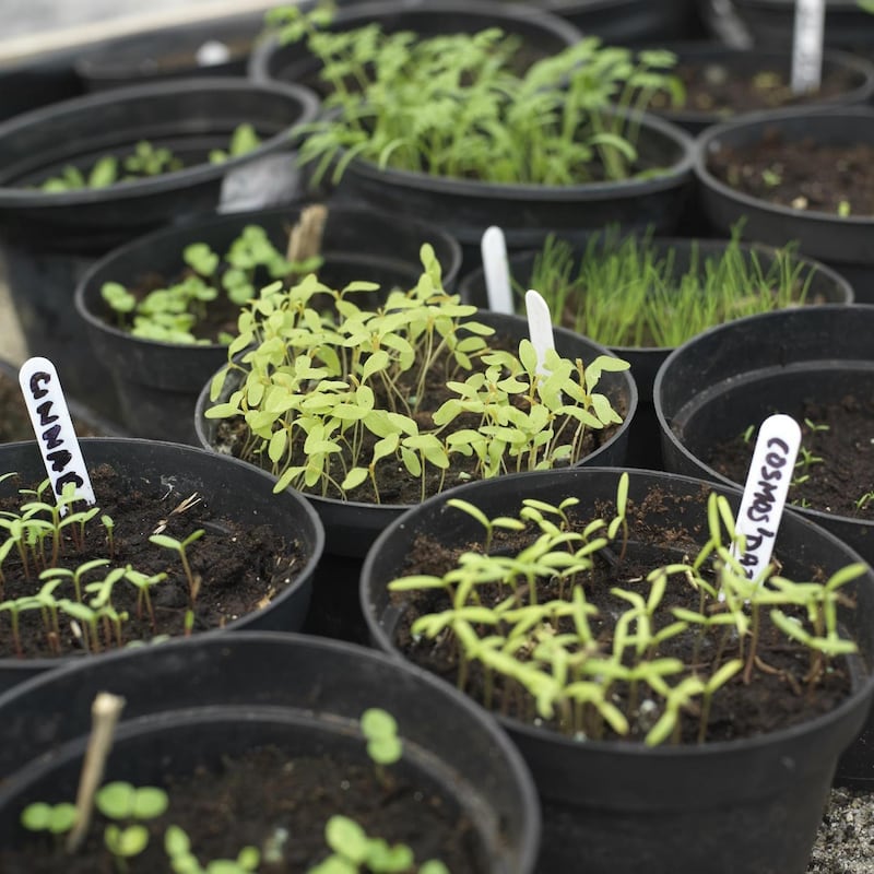 Young seedlings. Photograph: Richard Johnston