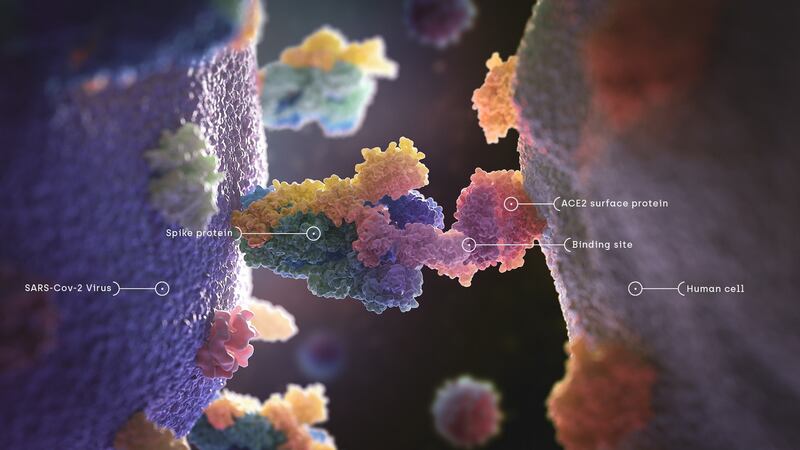 Covid-19 spike protein. Image created by Nexu Science Communication