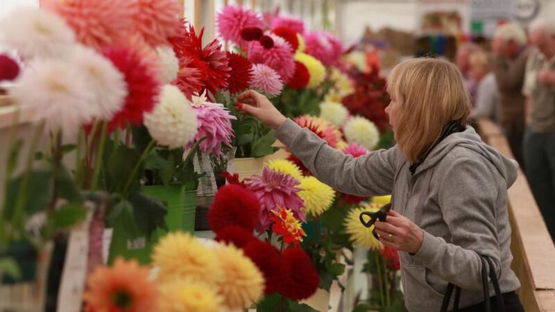 Flowers at the Tullamore Show. Photograph: Nick Bradshaw