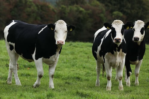 Irish agricultural prices soar by almost 19%