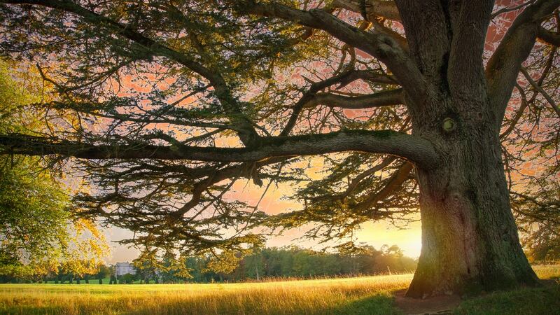 Emo Court, Co Laois. Photograph: iStock