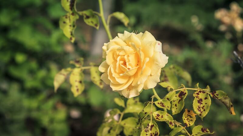 Rose with black spot disease. Photograph: iStock