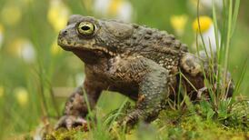 Natterjack makes a comeback in Ireland