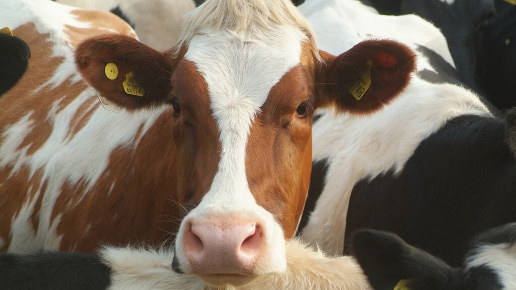 A case of BSE has been identified on a farm in Wales, the Welsh government said. File photograph: Thinkstock photo