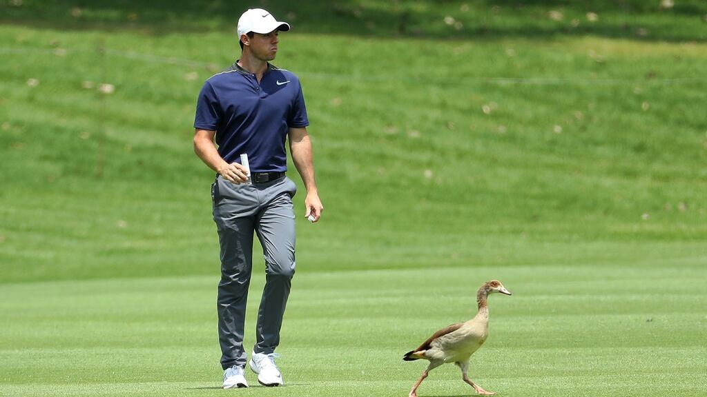 Rory McIlroy of Northern Ireland walks up the 11th fairway during day three of the BMW South African Open Championship at Glendower Golf Club in Johannesburg, South Africa. Photo: Warren Little/Getty Images