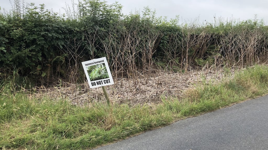 “Knotweed seems to have displaced ragwort as the Irish plant world’s public enemy number one”