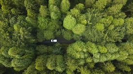 State’s new forestry planting scheme misses target by 75% for third year in a row