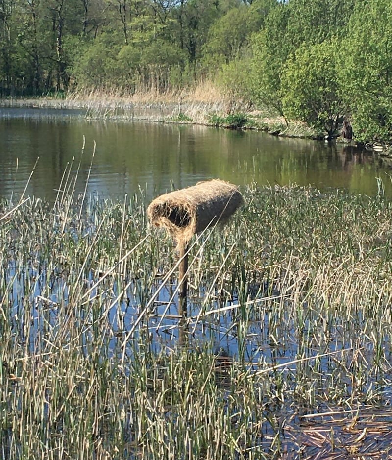 Duck nesting tubes. Photograph: Mark O'Donohoe