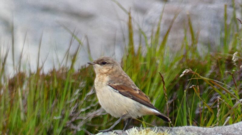 A whitethroat seen on Achill Island