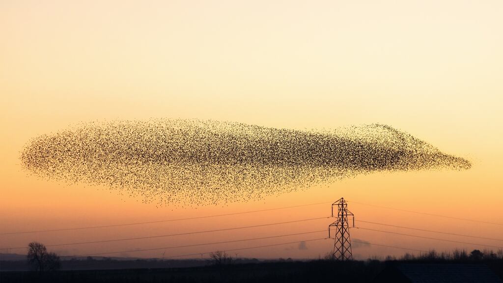 The best time to see a murmuration is just before dusk on a fine, cold winter evening. Photograph: Getty Images