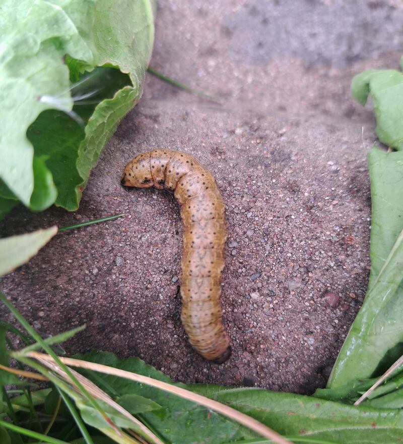 Heart and dart moth. Photograph via Hugh Holland