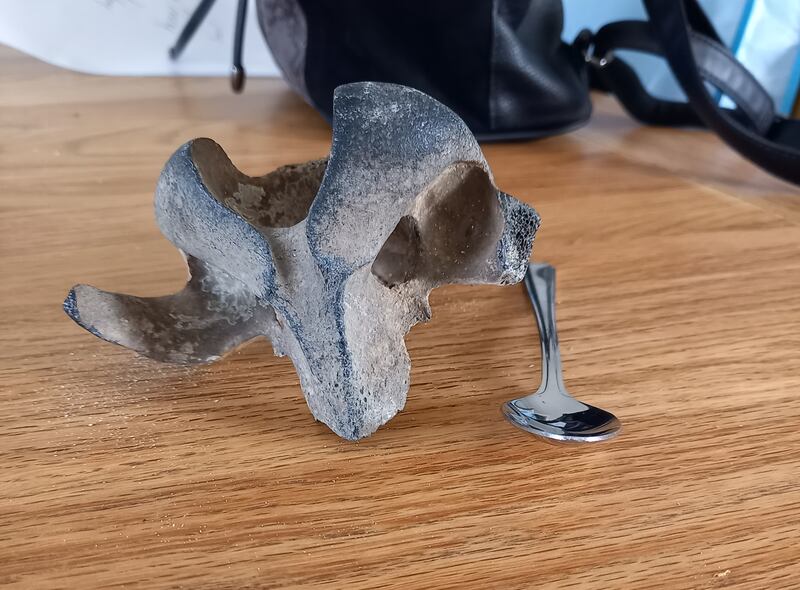 Skull or vertebra. Photograph: Bernard McDonald