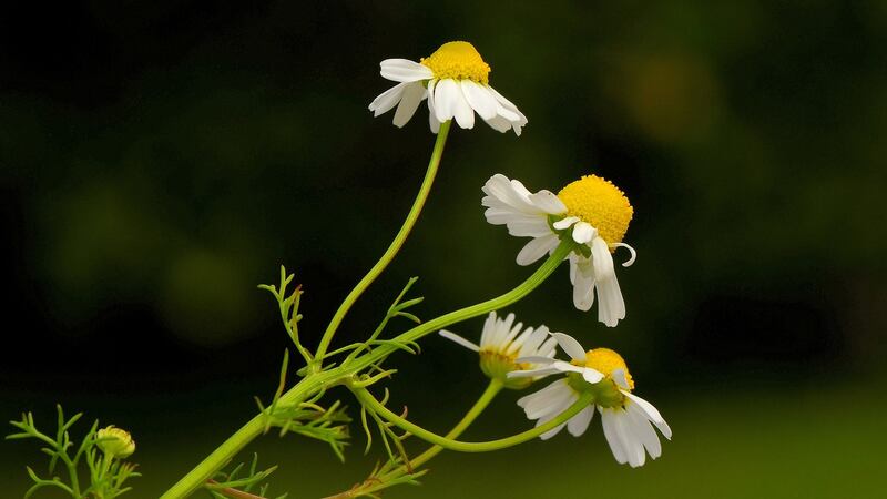 Scented mayweed (Matricaria chamomilla) in Co Wexford. Photograph: Zoë Devlin