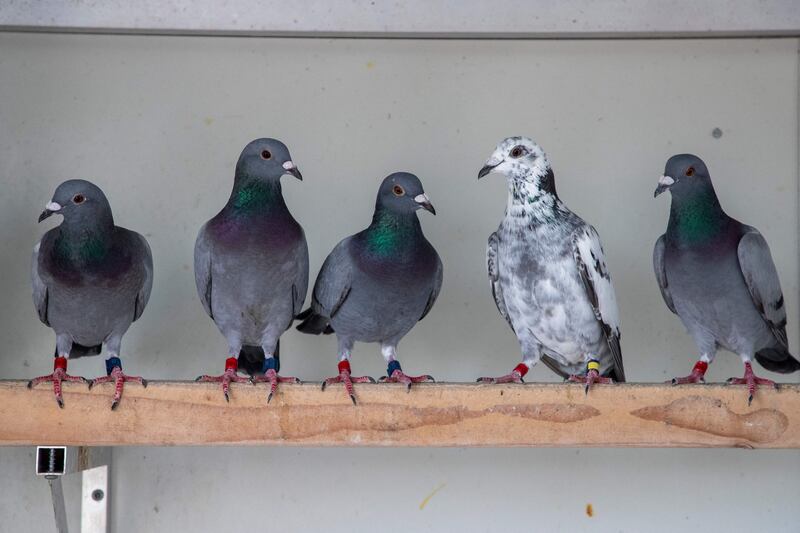 Racing pigeons, which are essentially normal pigeons, face paperwork woe due to Brexit. Photograph: Nicolas Maeterlinck/Belga/AFP