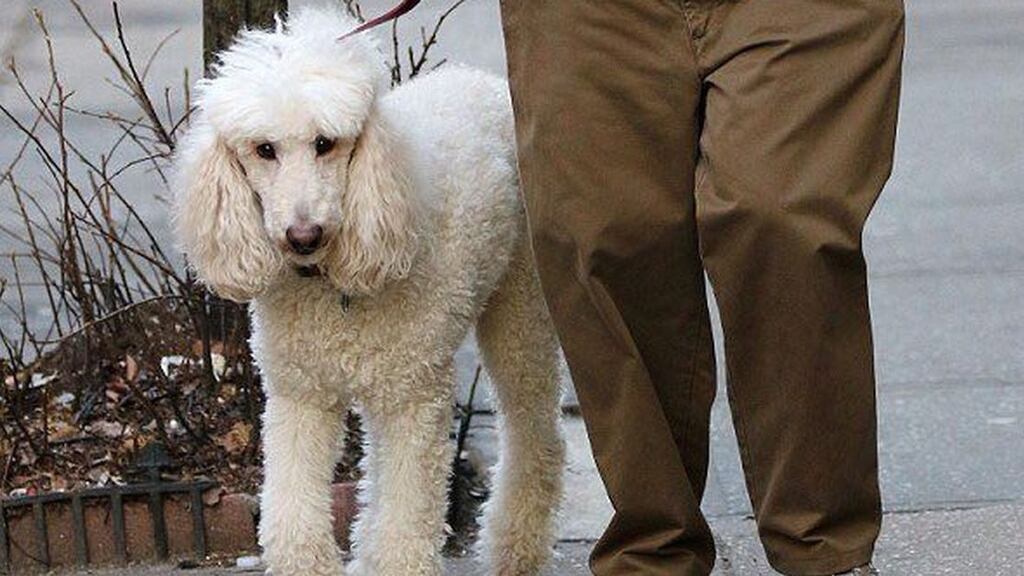 Bruno and Dustin Hoffmann’s knees from Noah Baumbach’s The Meyerowitz Stories
