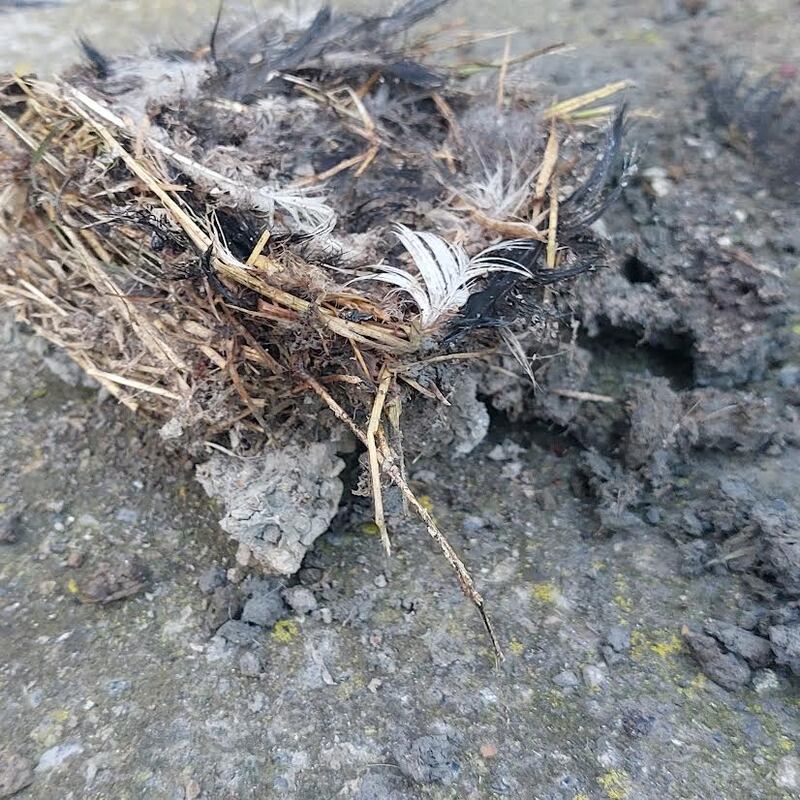 A house martin nest. Photograph supplied by George Prizeman