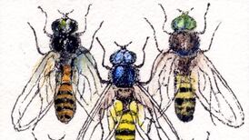 Another Life: A buzz of discovery in the Dead Zoo