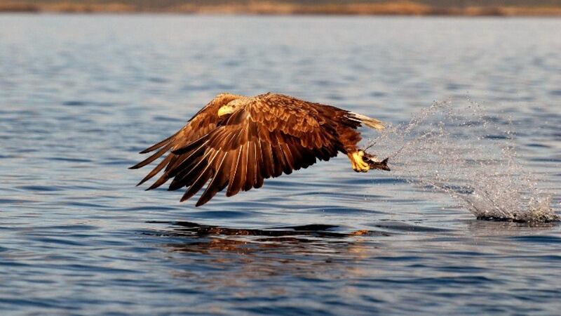 Perfect Catch. Category: Nature. Photographer: Kevin Murphy, Rathcooney, Co Cork