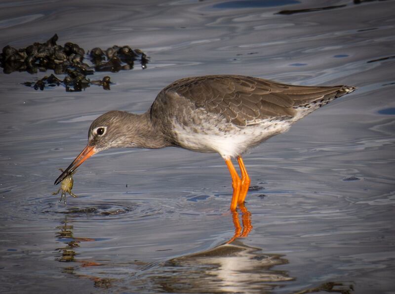 Redshank at Querrin Pier in west Clare. Photograph: John Glynn