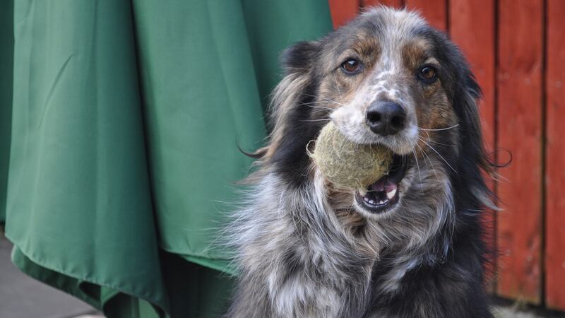 Gypsy in her elderly years